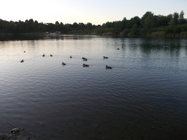 Image for Kreidebergsee 2014-45 Enten