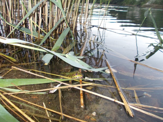 Image for Kreidebergsee 2014-51 Frosch