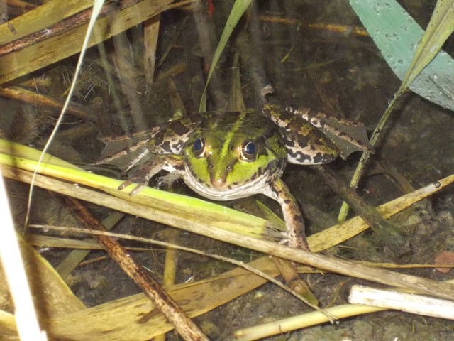 Image for Kreidebergsee 2014-52 Frosch