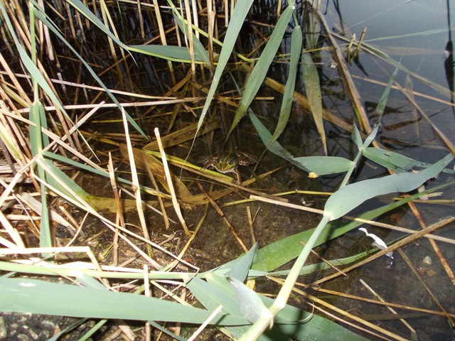 Image for Kreidebergsee 2014-53 Frosch