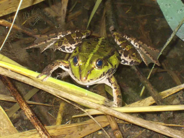 Image for Kreidebergsee 2014-55 Frosch