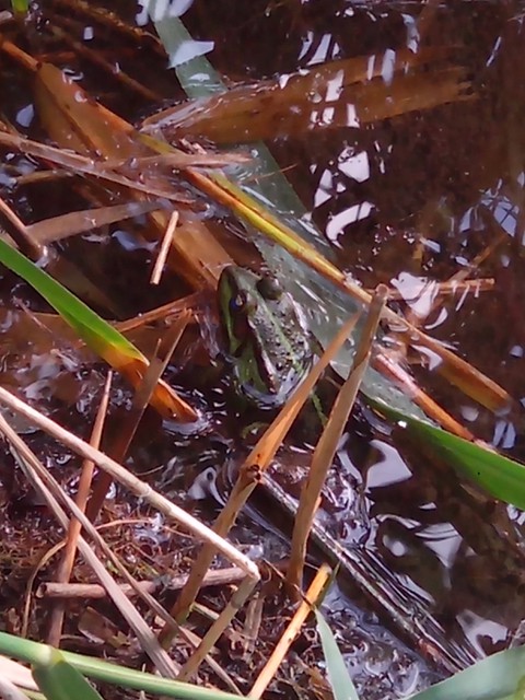 Image for Kreidebergsee 2014-57 Frosch