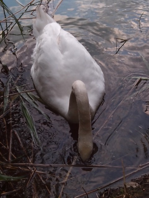 Image for Kreidebergsee 2014-58 Schwan