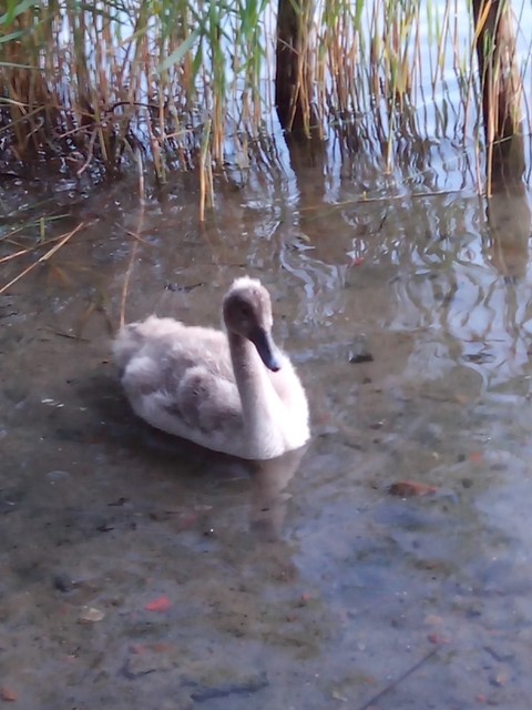 Image for Kreidebergsee 2014-72 Junger Schwan