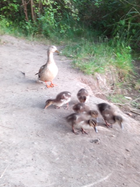 Image for Kreidebergsee 2014-74 Enten