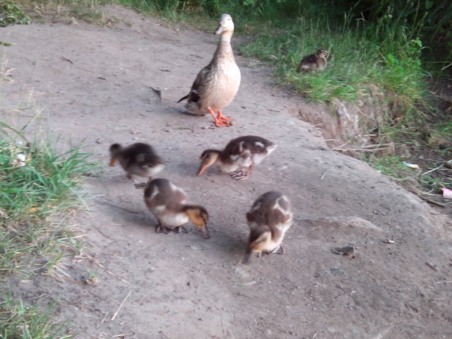 Image for Kreidebergsee 2014-76 Enten