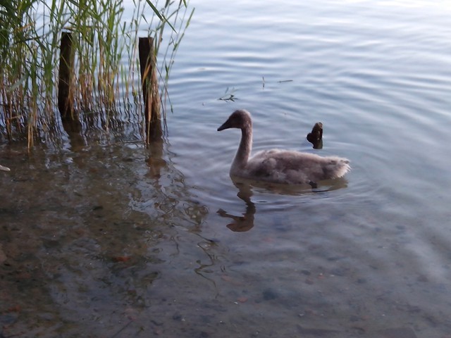 Image for Kreidebergsee 2014-80 Junger Schwan