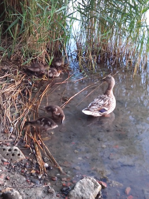 Image for Kreidebergsee 2014-82 Enten