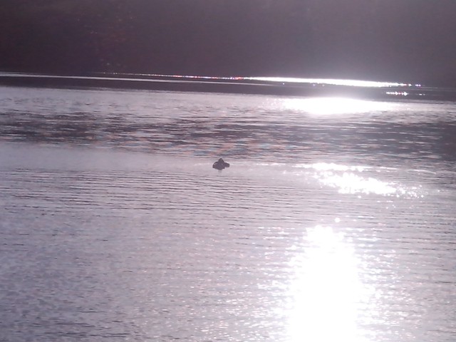 Image for Kreidebergsee 2015-05