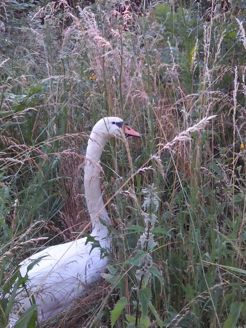 Image for Kreidebergsee 2014-67 Schwan