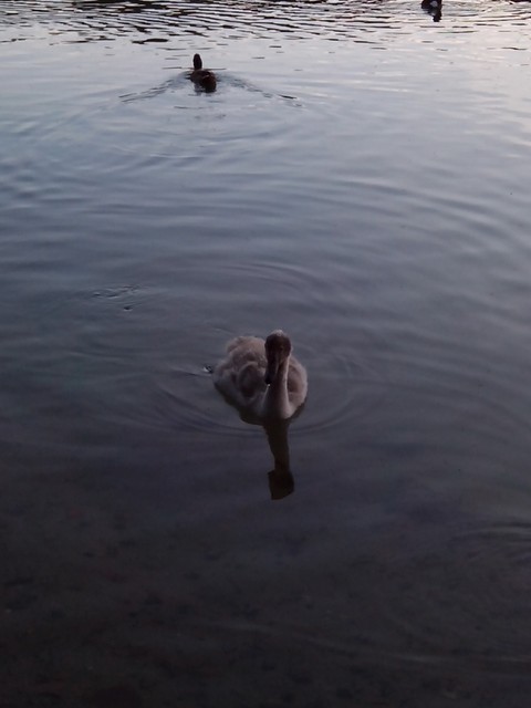 Image for Kreidebergsee 2014-83 Junger Schwan und Enten