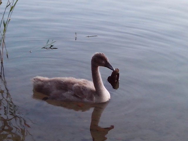 Image for Kreidebergsee 2014-87 Junger Schwan