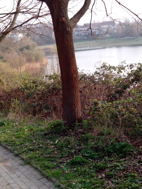 Image for Kreidebergsee 2014-01