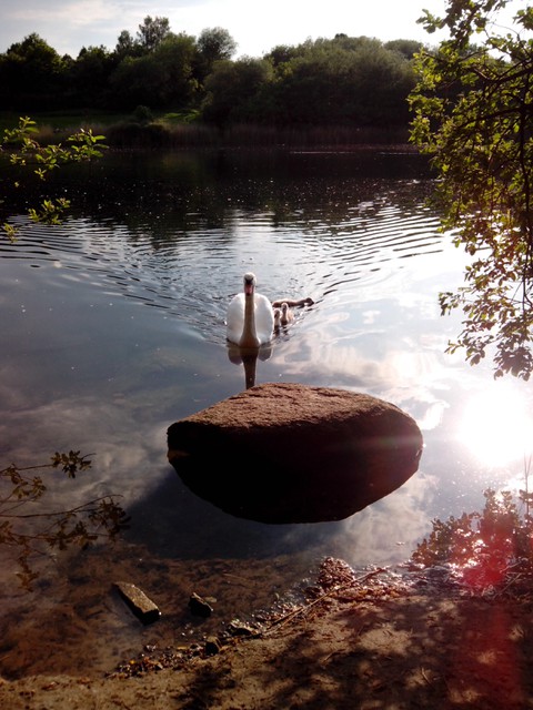 Image for Kreidebergsee 2014-07 Schwäne