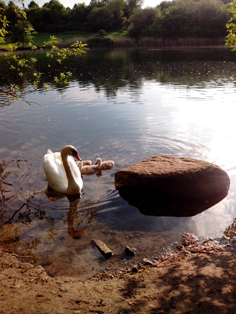 Image for Kreidebergsee 2014-08 Schwäne