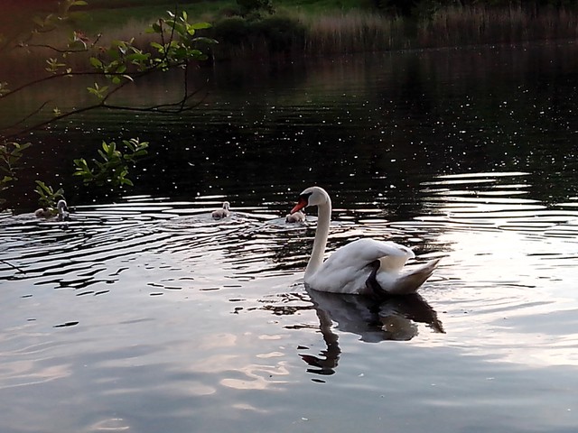 Image for Kreidebergsee 2014-10 Schwäne