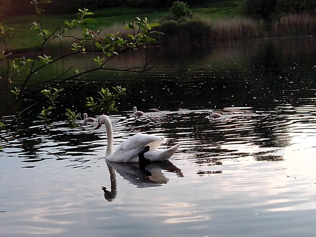 Image for Kreidebergsee 2014-12 Schwäne