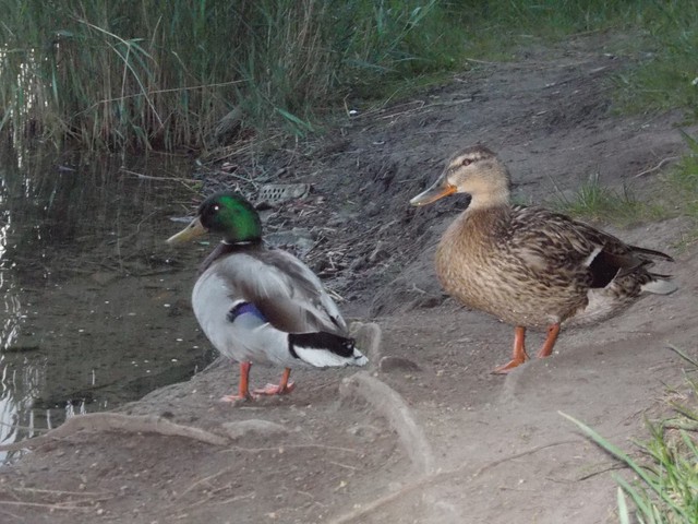 Image for Kreidebergsee 2014-16 Enten