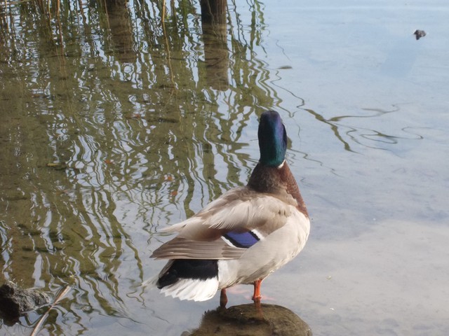 Image for Kreidebergsee 2014-23 Enten