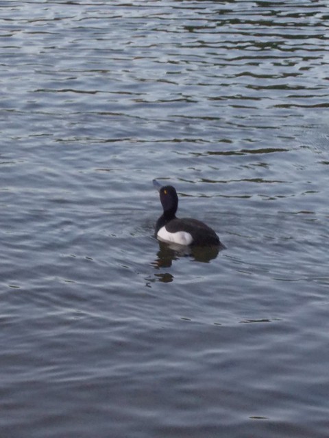 Image for Kreidebergsee 2014-45 Reiherente